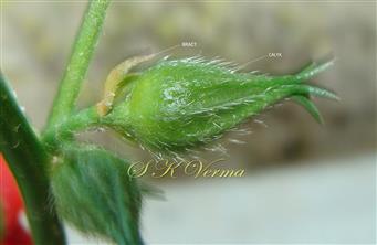  Floral Buds